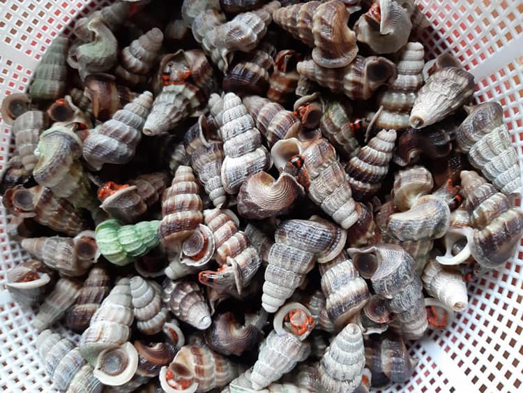 Cách chọn ốc len tươi nấu không bị đắng
