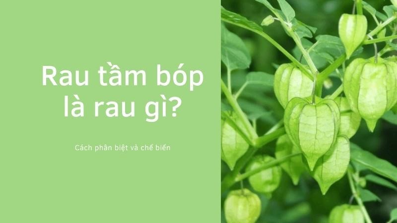 rau tầm bóp là rau gì