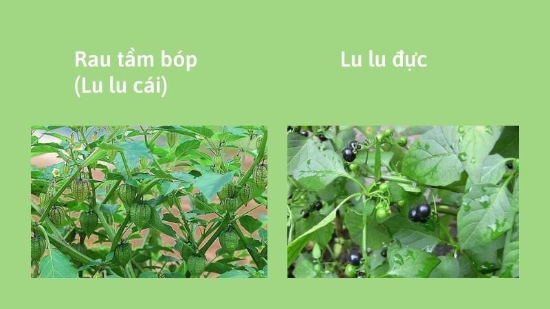 Phân biệt rau tầm bóp đực và cái